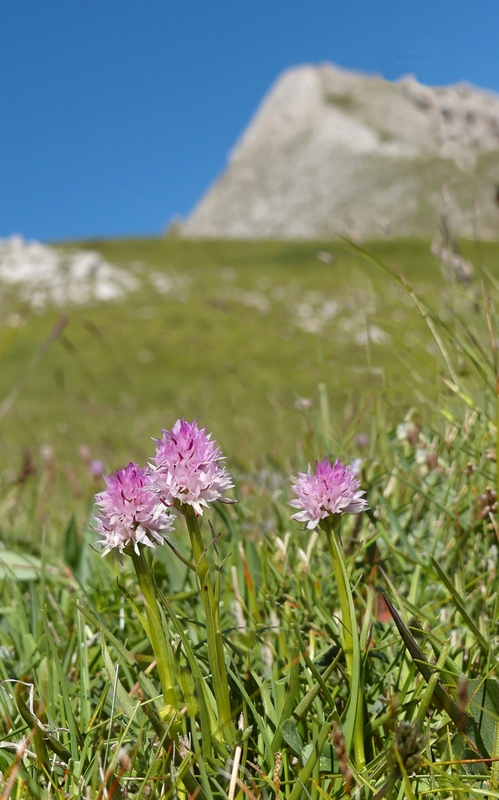 Nigritella widderi nel Parco Nazionale del Gran Sasso e dei Monti della Laga 2020.